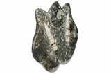 Fossil Goniatite & Orthoceras Sculpture - Morocco #111019-1